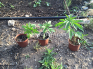 يافا 48 يكشف وبالصور عن زراعة أشتال الماريخوانا المخدرة في مقبرة طاسو بيافا